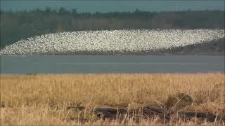 Murmuration of Dunlin HD [upl. by Ause]