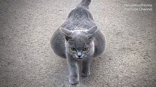 British Shorthair Cat Abandoned Due to Big Belly But Its Not Pregnant [upl. by Anrahc998]