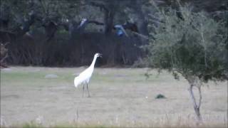 whooping crane sound [upl. by Xuaegram]