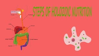 HOLOZOIC NUTRITION [upl. by Anide71]