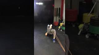 Single leg glute bridge banded hip flexor activation drill [upl. by Yxel32]