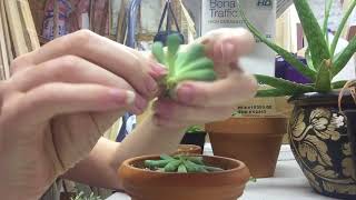 Pruning Etiolated Succulents  Leaf And Stem Propogation [upl. by Nnyltiac]