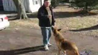 Dog Training  Use The Premack Principle For Dog Training [upl. by Ajin947]