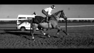 Galloping Horse in Super Slow Motion [upl. by Arakawa]