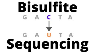 Bisulfite Sequencing  detect DNA Methylation [upl. by Luby]