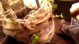 Planting Quinalt everbearing strawberries into a burlap sack [upl. by Firehs]