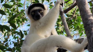 Lemur male waits his turn [upl. by Carly490]