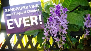 SANDPAPER VINE Best Tropical Climber Plant Ever [upl. by Bitthia]