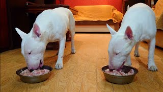 Дэнни и Снап Бультерьеры  Ужин Курица 🐔 Danny and Snap Bull Terriers [upl. by Dituri224]