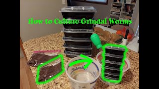 How to Culture Grindal Worms easy live food forever [upl. by Rocker923]