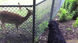 Bernese mountain dog Marley and the deer [upl. by Hatty835]