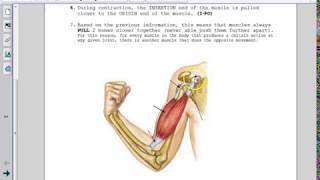 Understanding Skeletal Muscles An Introduction to Origin Insertion and Action [upl. by Ladiv]