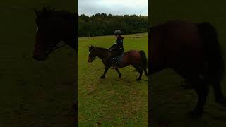 😍 fy horse horsefly equestrian equestrain ygequestrian flyp riding peggy [upl. by Alleciram865]