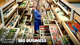 Why 99 Of Smithsonians Specimens Are Hidden In HighSecurity  Big Business  Business Insider [upl. by Neville133]