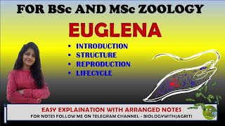 EUGLENA STRUCTURE REPRODUCTION LIFE CYCLE BSC AND MSC ZOOLOGY BIOLOGYWITHJAGRITI [upl. by Alleirbag]