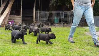 Criadero Mastín Napolitano  Puppies Neapolitan Mastiff [upl. by Suhail404]