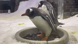 Gentoo Penguin Pygos celispapua [upl. by Yretsym757]