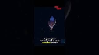 Watch this DeepSea Octopus Stretching Its Tentacles Like It’s Flying 🐙🌊 [upl. by Aratal]