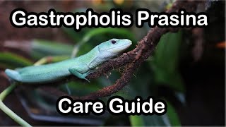 Green Keel Bellied Lizard Gastropholis Prasina Quick Care Guide [upl. by Neurath662]