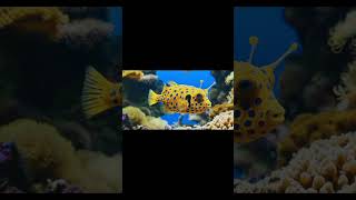 Boxfish shorts youtubeshorts [upl. by Eislrahc]