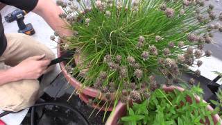 Drip Irrigation for container gardening  GardenFork [upl. by Ariamoy]