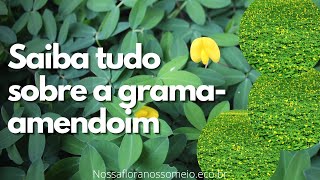 Benefícios da GRAMAAMENDOIM para o jardim e pomar [upl. by Reffinej603]