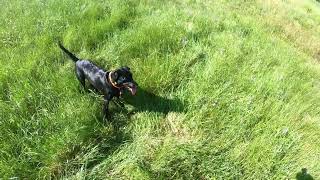 Nikkis First Hunt with Dakota at New England Upland [upl. by Abita]