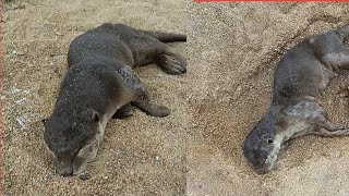 🏞️🏞️கரை ஓரத்தில் செத்து கிடந்த அரியவகை உயிரினம் 🦭🦭 death of animals [upl. by Enihpad]