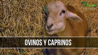 Panorama del consumo de ovinos y caprinos en Colombia [upl. by Bevers]