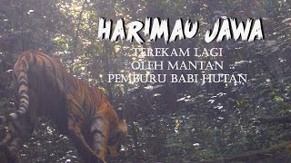 HARIMAU JAWA Terekam Lagi Oleh Pemburu Babi Hutan [upl. by Fitz604]