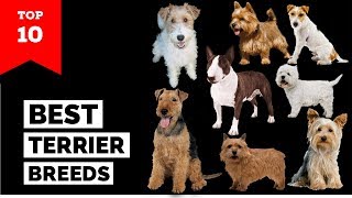 Terrier Breeds – Top 10 Popular Terrier Dogs [upl. by Rik]