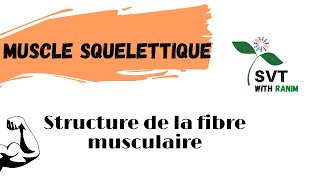 Structure de la fibre musculaire شرح مبسط [upl. by Yemar623]