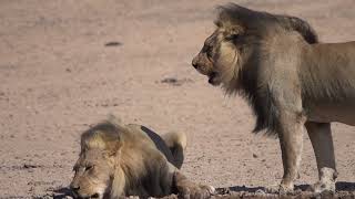 The Kgalagadi Kalahari Transfrontier Park is home to blackmaned lions [upl. by Laurens]