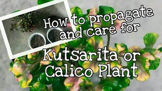 How to propagate and care for Alternanthera Kutsarita or Calico Plant [upl. by Noivaz126]