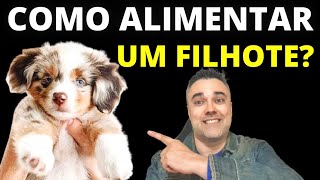 Como ALIMENTAR SEU FILHOTE DE CACHORRO Quantas vezes por dia COMPLETO [upl. by Shellie617]