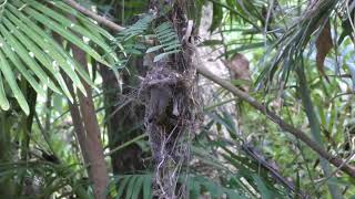 Study shows cuckoos evolve to look like their hosts—and form new species in the process [upl. by Thornton]