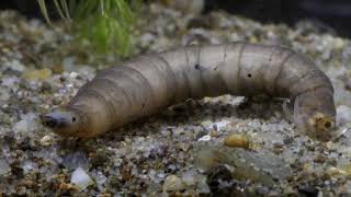 Diving beetle Dytiscidae larvae preyCsíkbogár lárva zsákmányszerzései [upl. by Ettegirb949]