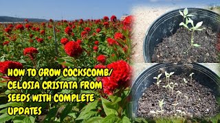 HOW TO GROW COCKSCOMBCELOSIA CRISTATA FROM SEEDS WITH FULL UPDATES [upl. by Rafael906]