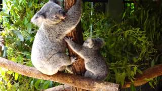 Cute Baby Koala with its mother at Australia Zoo [upl. by Lemmuela809]