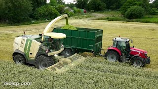 4k Harvest 2023 L W Halls Krone Big X 770 forager whole cropping rye near Beccles Suffolk [upl. by Holton]