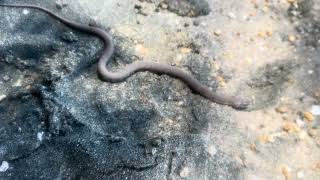 Snake and its snack on Potomac River MD part 2 [upl. by Slater]