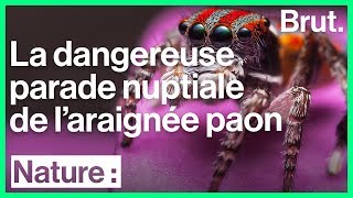 Laraignée paon  quelle est sa technique de séduction [upl. by Ultan668]