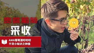 【ENG SUB】什么是贵腐菌？What is Noble Rot Botrytis Cinerea  AMA Wine Talks [upl. by Cartwright]