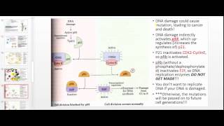 p53 Mitosis and Apoptosis for Anatomy and Physiology [upl. by Ainezey]