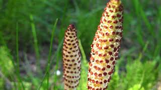 common horsetail  Equisetum arvense Identification and characteristics [upl. by Pegma696]