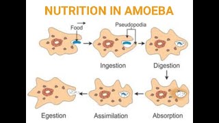 NUTRITION IN AMOEBA AND PARAMECIUMHOLOZOIC NUTRITION WITH EXCBSECLASS 10CHAPTER 6LIFE PROCESSES [upl. by Garrity798]