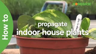 How To Propagate Indoor House Plants  Indoor Plants  Homebase [upl. by Palmer458]