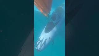 Sinking a Fighter Jet  Croatia diving aviation [upl. by Efron2]