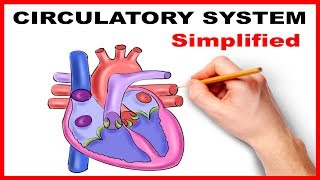 Circulatory System Physiology Heart Simplified [upl. by Fadil]