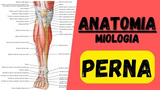 🔴👉 Músculos da PERNA  Miologia 24 do membro inferior  Anatomia [upl. by Atinaw876]